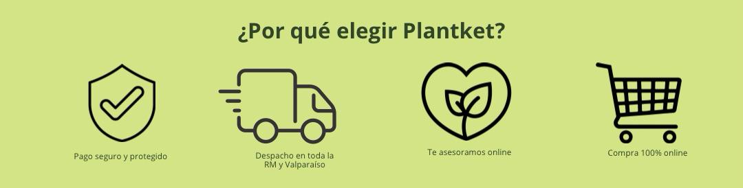 Elije comprar plantas online